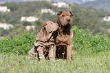 SHAR-PEI 398